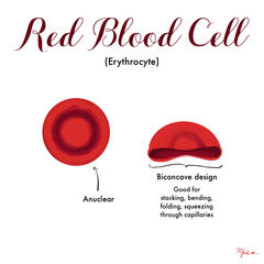 Red Blood Cell