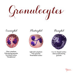 Granulocytes