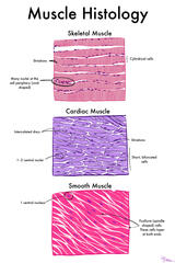 Muscle Histology