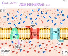 Axon Membrane at Rest