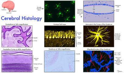 Cerebral Histology