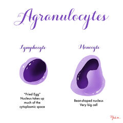 Agranulocytes