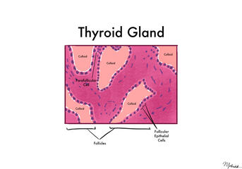 Thyroid Gland