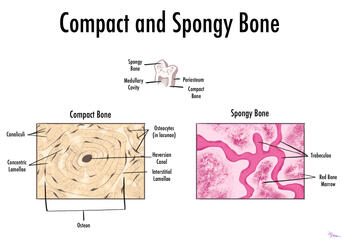 Compact and Spongy Bone