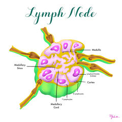 Lymph Node